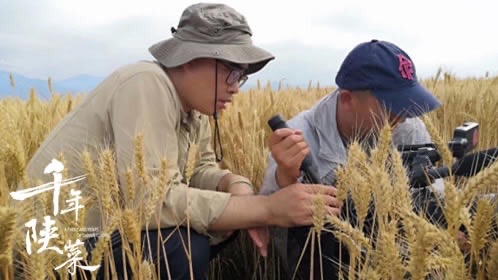 重磅！人文美食4K纪录片《千年陕菜》将于2月1日央视首播